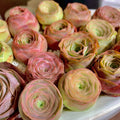 Succulent Plants 4PC Bare Root Mountain Rose Echeveria 'Perle von Nurnberg' for DIY Decor