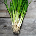 White Lisbon Green Bunching Onion Seeds - Allium fistulosum Vegetable Seeds for Indoor & Outdoor Gardening