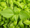 Lemon Basil Seeds - 200 Non-GMO Citrus Flavor Herb for Cooking & Gardening - Ocimum basilicum var. citriodorum