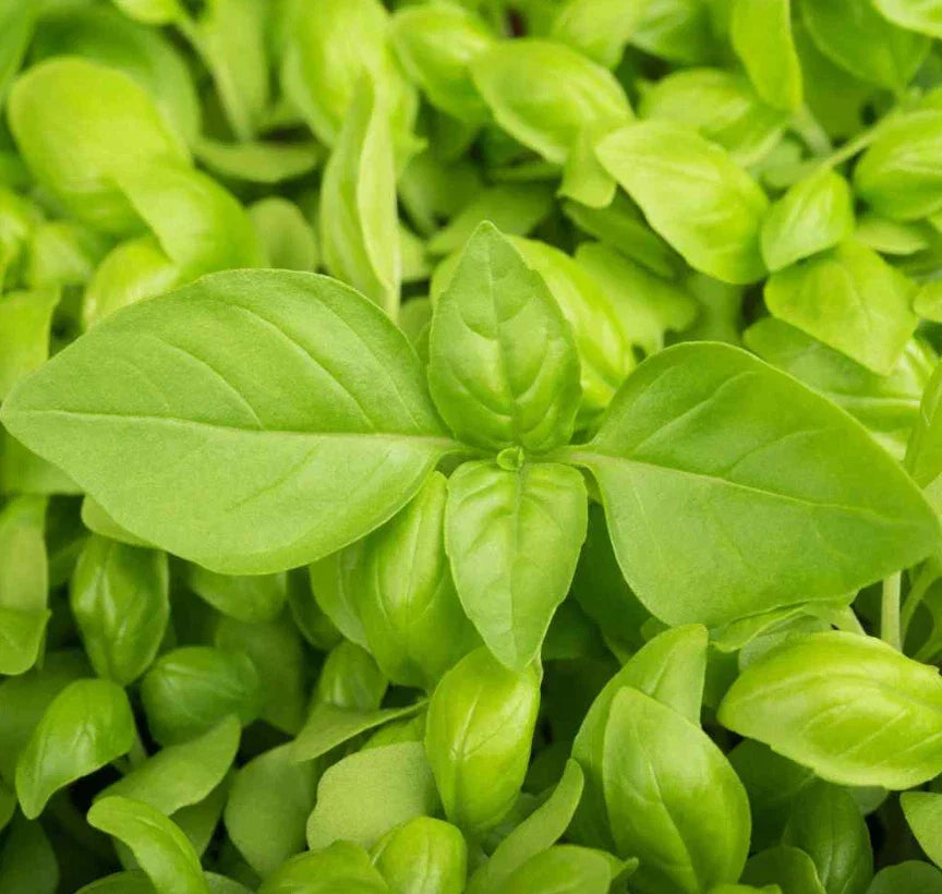 Lemon Basil Seeds - 200 Non-GMO Citrus Flavor Herb for Cooking & Gardening - Ocimum basilicum var. citriodorum