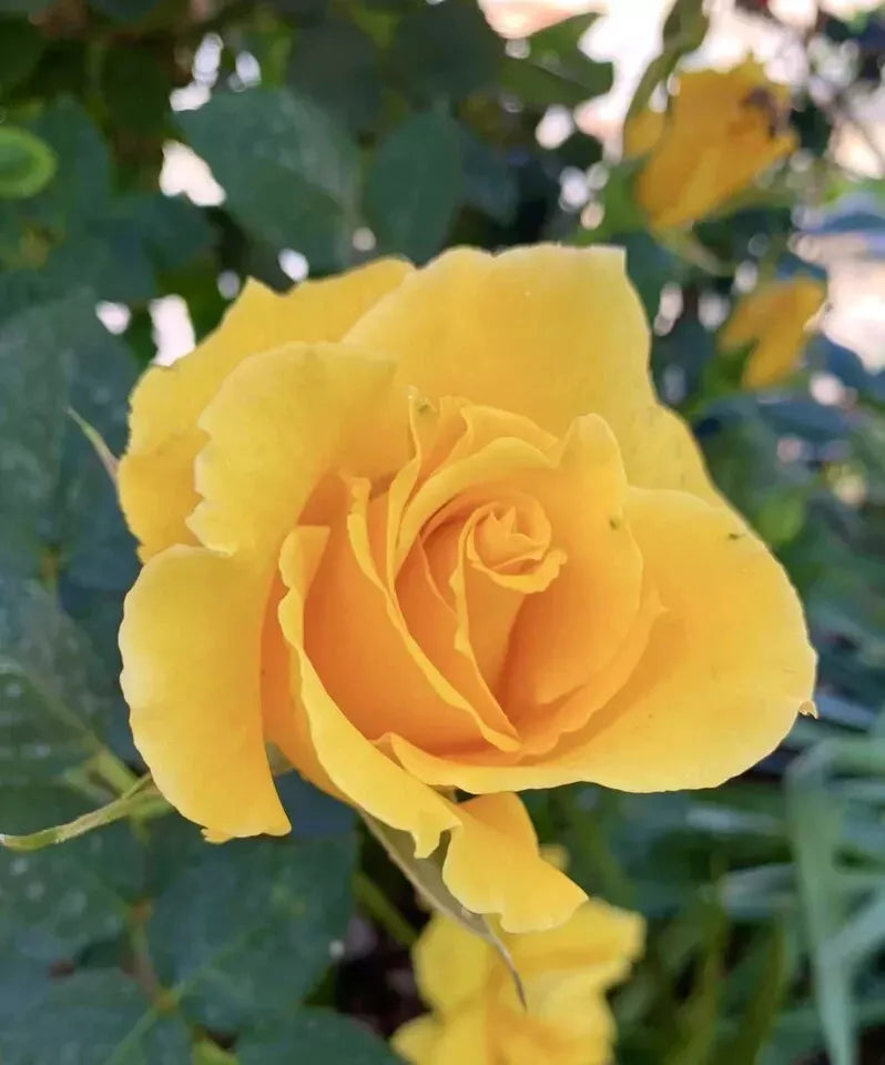 Radiant Perfume Rose 5 Stems - Fragrant Large Yellow Rose for Garden Planting - Rosa 'Radiant Perfume'