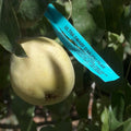 D'Anjou Pear Tree Cutting for Grafting, Pyrus communis, 4-Foot Scion Wood, No Roots, Fruit Tree Propagation