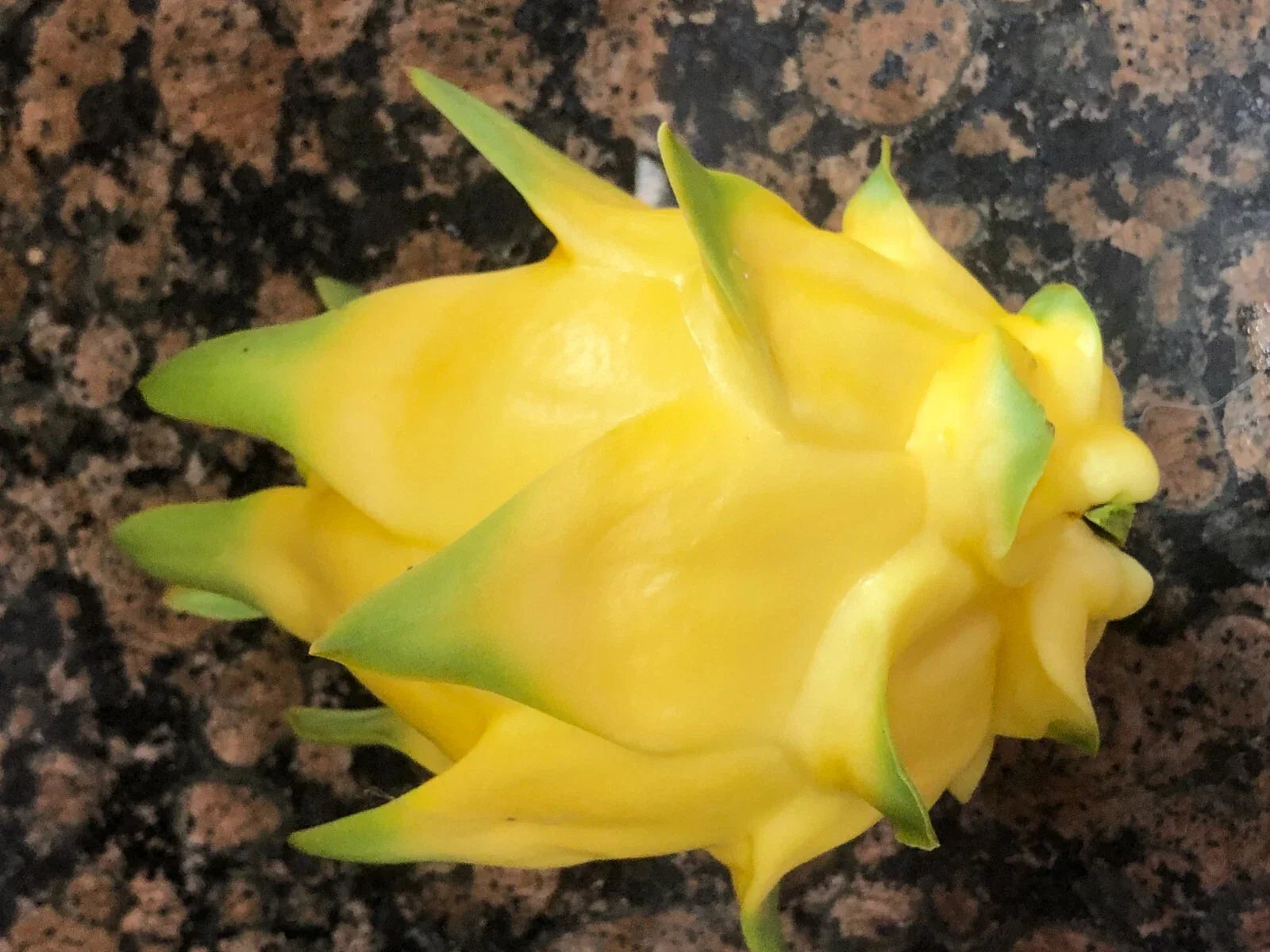 Hawaiian Gold Dragon Plant Cuttings 8-10" | Dracaena draco Tropical Indoor Garden Propagation