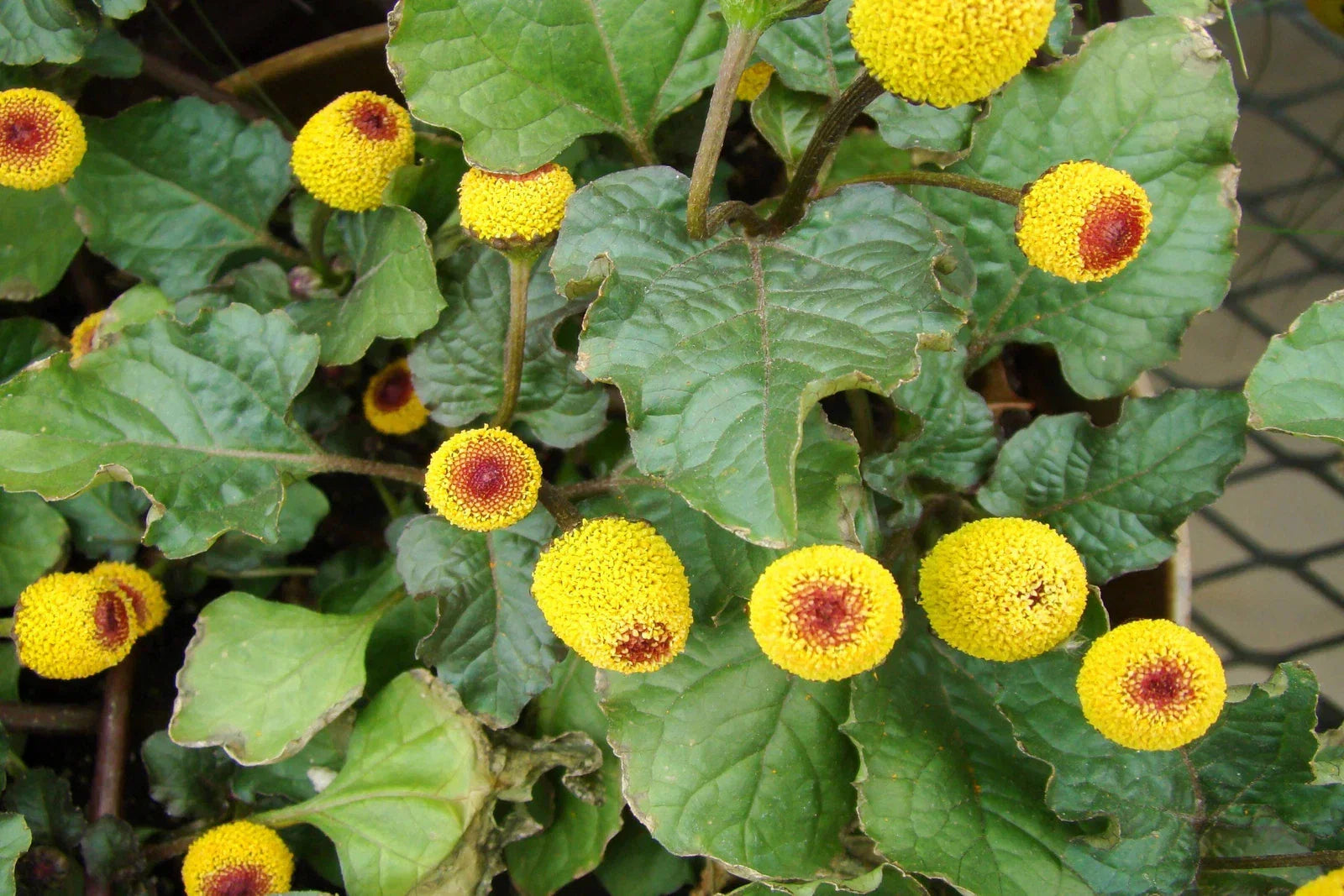Paracress Seeds - Medicinal Herb, Toothache Plant, Spilanthes acmella, Herbal Remedy, Culinary Herb, Ornamental Plant
