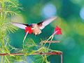 Cypress Vine Flower Seeds Pack | Climbing Vine, Red & Pink Blooms, Ipomoea quamoclit, Summer Garden, Container Plant, 20+ Seeds