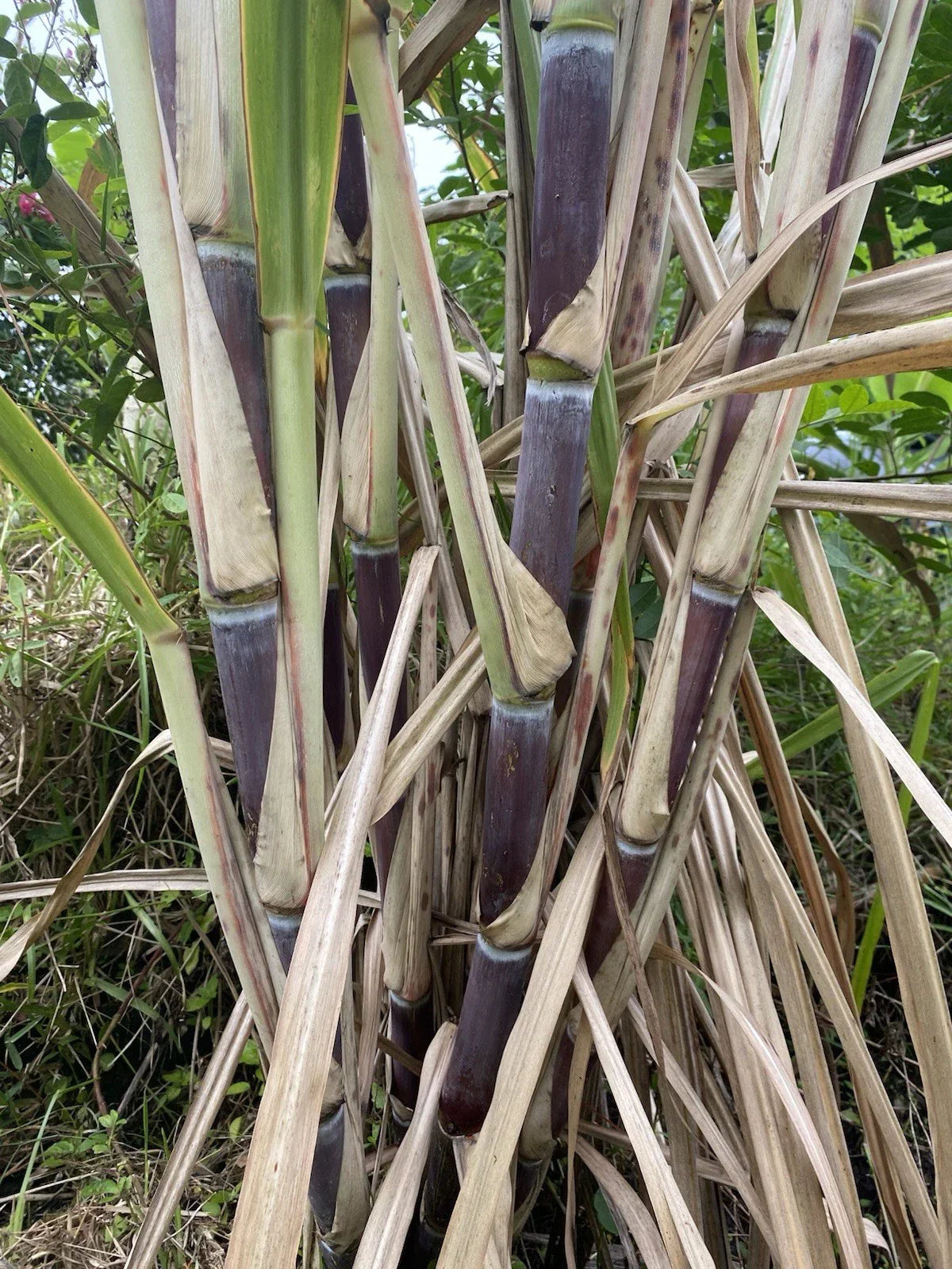 Sugar Cane Cuttings - 3 Large Organically Grown Saccharum officinarum for Tropical Gardens