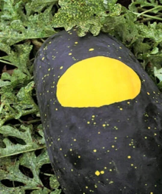 Red Moon and Stars Watermelon Seeds - Heirloom Citrullus lanatus Pack of 15+ Seeds for Large, Unique Patterned Watermelons