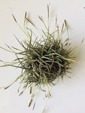 Giant Tillandsia Recurvata Ball Clusters - Bulk Air Plant Texas Ball Moss - Unique Home Decor & Terrarium Plants