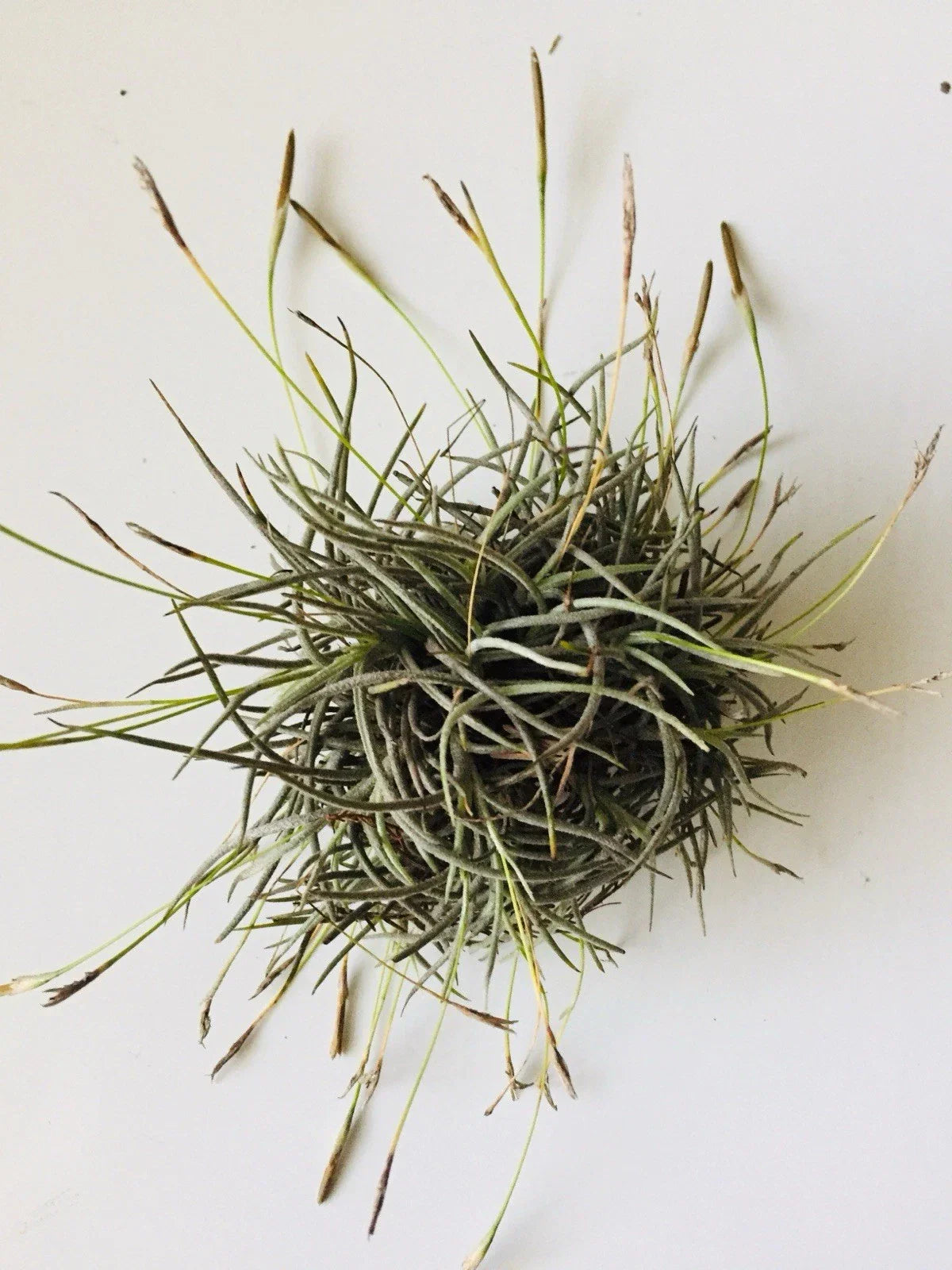 Giant Tillandsia Recurvata Ball Clusters - Bulk Air Plant Texas Ball Moss - Unique Home Decor & Terrarium Plants