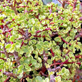 Rainbow Variegated Elephant Bush Dwarf Jade Plant Cuttings - 2 Unrooted 4-Inch Portulacaria afra Succulent Propagation
