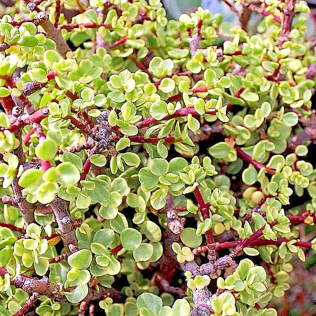Rainbow Variegated Elephant Bush Dwarf Jade Plant Cuttings - 2 Unrooted 4-Inch Portulacaria afra Succulent Propagation