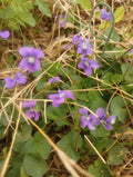 Wild Violet Flower Plant Bareroot Rhizomes – Purple Viola odorata, Ground Cover, Garden Landscaping, Pack of 12 Bulbs