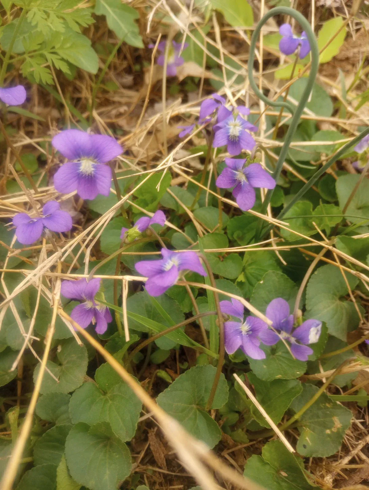 Wild Violet Flower Plant Bareroot Rhizomes – Purple Viola odorata, Ground Cover, Garden Landscaping, Pack of 12 Bulbs