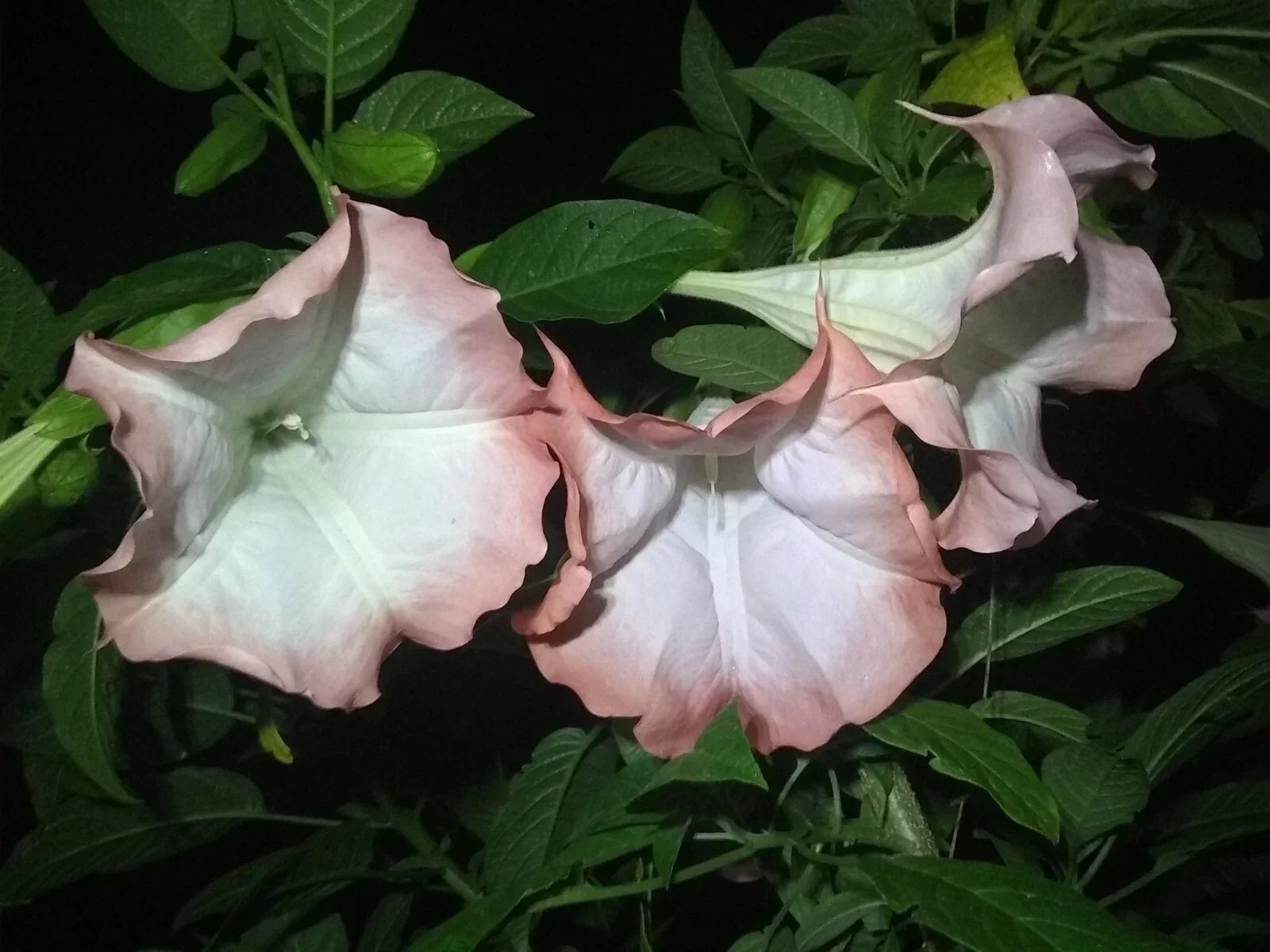 Brugmansia Cuttings - Pink/Peach Angel Trumpet Fragrant Flowers - Easy to Grow Propagation Kit