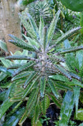 Bryophyllum Houghtonii Succulent Plant 2" Pot, Low Maintenance Houseplant, Easy Care Cactus, Bright Indirect Light