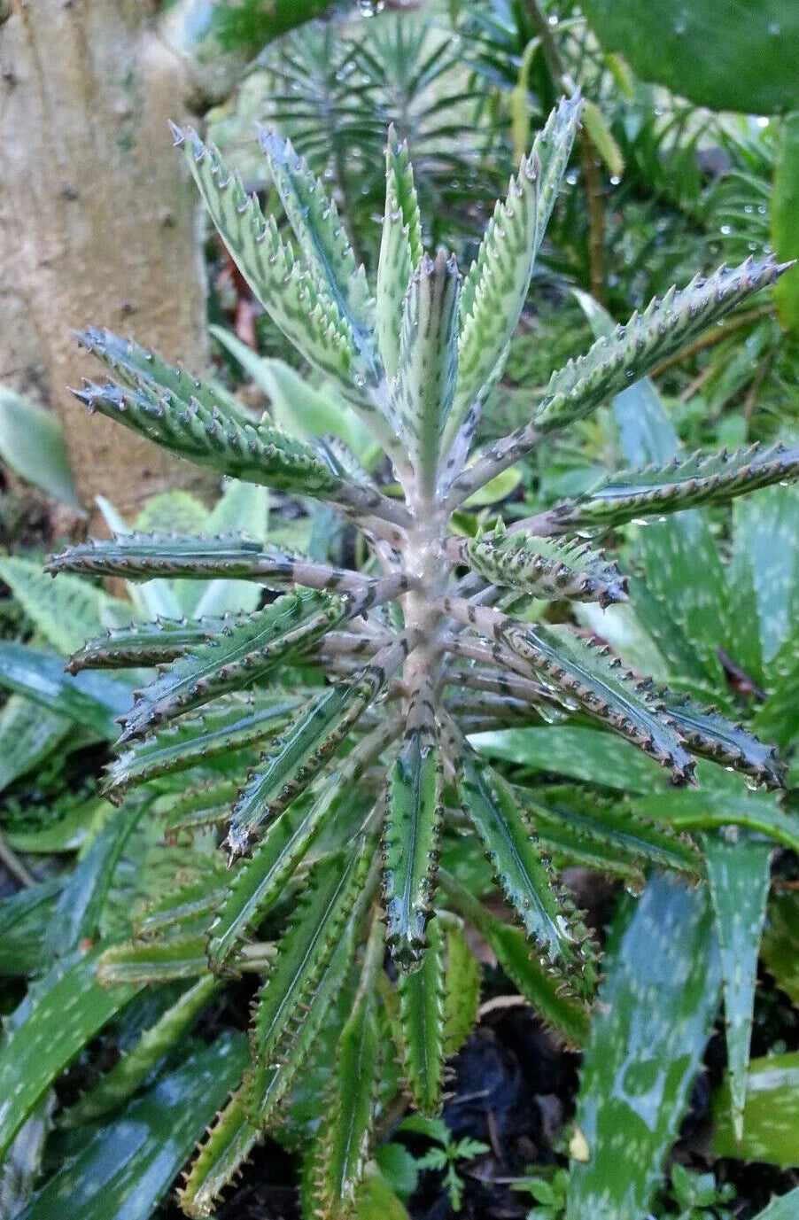 Bryophyllum Houghtonii Succulent Plant 2" Pot, Low Maintenance Houseplant, Easy Care Cactus, Bright Indirect Light