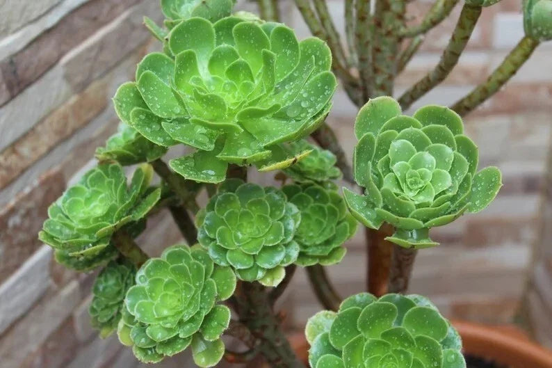 Aeonium Seed Mix - 100 Seeds Succulent Collection for Garden & Indoor Growth Aeonium spp.