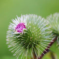 Organic Burdock Seeds Pack – 50+ Arctium lappa Edible Herb, Non-GMO, Easy to Grow for Culinary & Herbal Uses