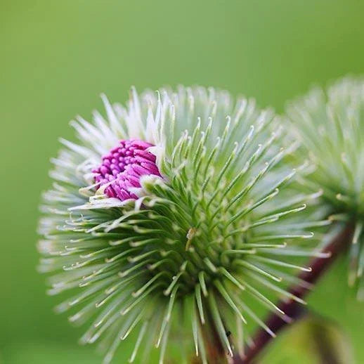 Organic Burdock Seeds Pack – 50+ Arctium lappa Edible Herb, Non-GMO, Easy to Grow for Culinary & Herbal Uses