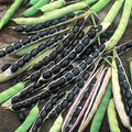 Black Valentine Bush Beans Seeds – Heirloom Vegetable Seeds for Container Gardening, Phaseolus vulgaris, 40+ Seeds
