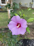 Rose of Sharon Hibiscus Live Plant 12+ Inches Tall Solid Purple Flowers Hibiscus syriacus