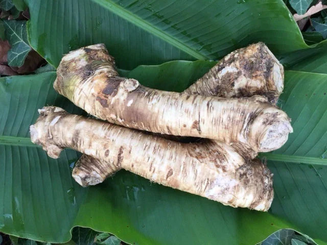 Bareroot Horseradish Root - 2 lbs, Armoracia rusticana, Easy to Grow, Culinary Herb, Fresh Flavor, Perennial Plant