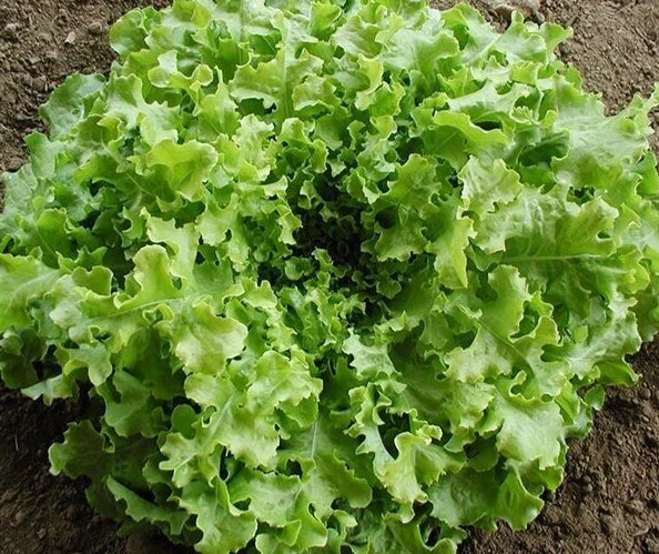 Fresh Salad Bowl Leaf Lettuce Seeds - Organic Heirloom Lactuca sativa, 4g, Non-GMO, Fast-Growing, for Home Gardens & Salads