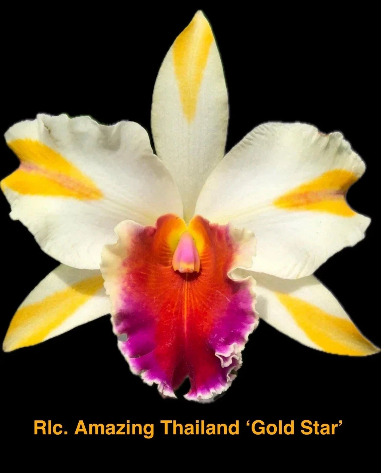 Rhyncholaeliocattleya Orchid Plant 4-inch Amazing Thailand ‘Gold Star’ – Blooming Orchid for Home Decor