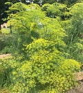 Long Island Mammoth Dill Seeds - Organic Heirloom Anethum graveolens - Non-GMO Culinary Herb Pack of 200+ Seeds