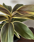 Cordyline fruticosa Rooted Chocolate Queen Ti Leaf Plant - Tropical Foliage in 4-Inch Pot
