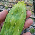 Opuntia Stardust Cactus Pad Cutting | Live Succulent Plant | Drought-Tolerant, Easy Care, Indoor & Outdoor