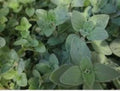 Organic Oregano Seeds - 100 Seeds for Culinary & Medicinal Use, Origanum Vulgare, Perennial Herb