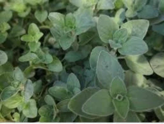 Organic Oregano Seeds - 100 Seeds for Culinary & Medicinal Use, Origanum Vulgare, Perennial Herb