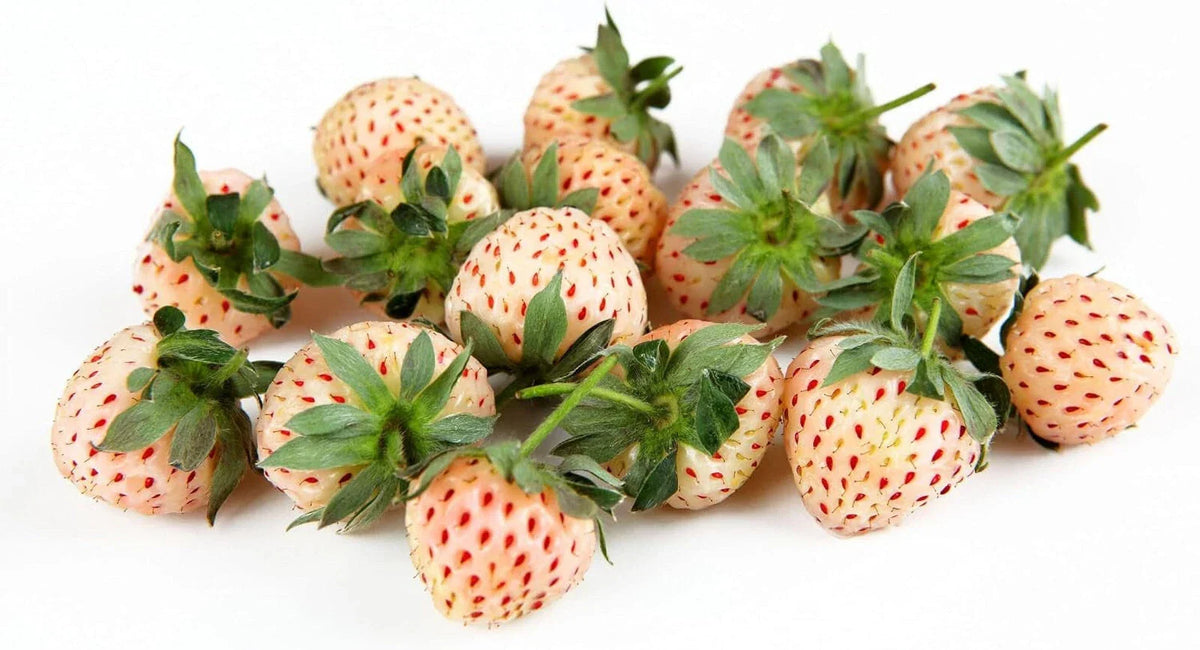 Large Live Plug Plant White Pineberry Strawberry Fragaria Ananassa 'Pineberry' Unique White Skin Juicy Berries