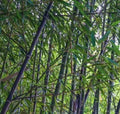 Black Bamboo Rhizome Starter Plant - Phyllostachys Nigra - Live Bare Root for Gardens & Landscaping