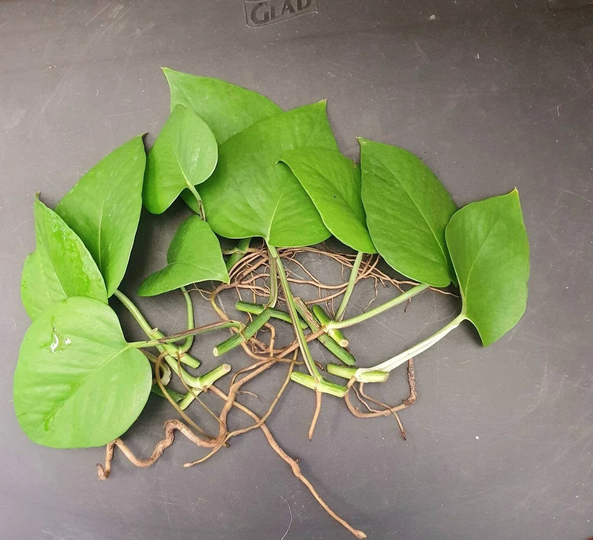 Jade Pothos Cuttings - 10 Leaf Propagation with Nodes & Air Roots - Epipremnum aureum Indoor Plant