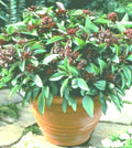 Siam Queen Basil Seeds - 50+ Ocimum basilicum Annual for Culinary Use, Compact, High Yielding, Full Sun, Spring Planting