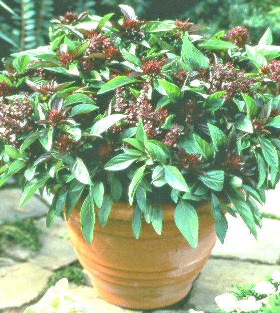Siam Queen Basil Seeds - 50+ Ocimum basilicum Annual for Culinary Use, Compact, High Yielding, Full Sun, Spring Planting