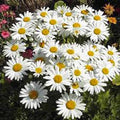 Shasta Daisy Seeds Pack – Bright White & Yellow Flowers – Leucanthemum × superbum – Easy to Grow Garden Seeds