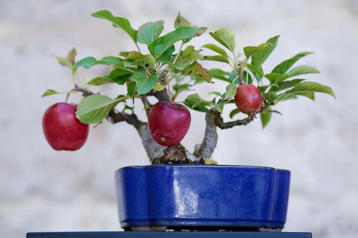 Bonsai Apple Tree Seeds - 15 Pack - Indoor Fruit Tree - Malus domestica - Miniature, Decorative, Easy to Grow