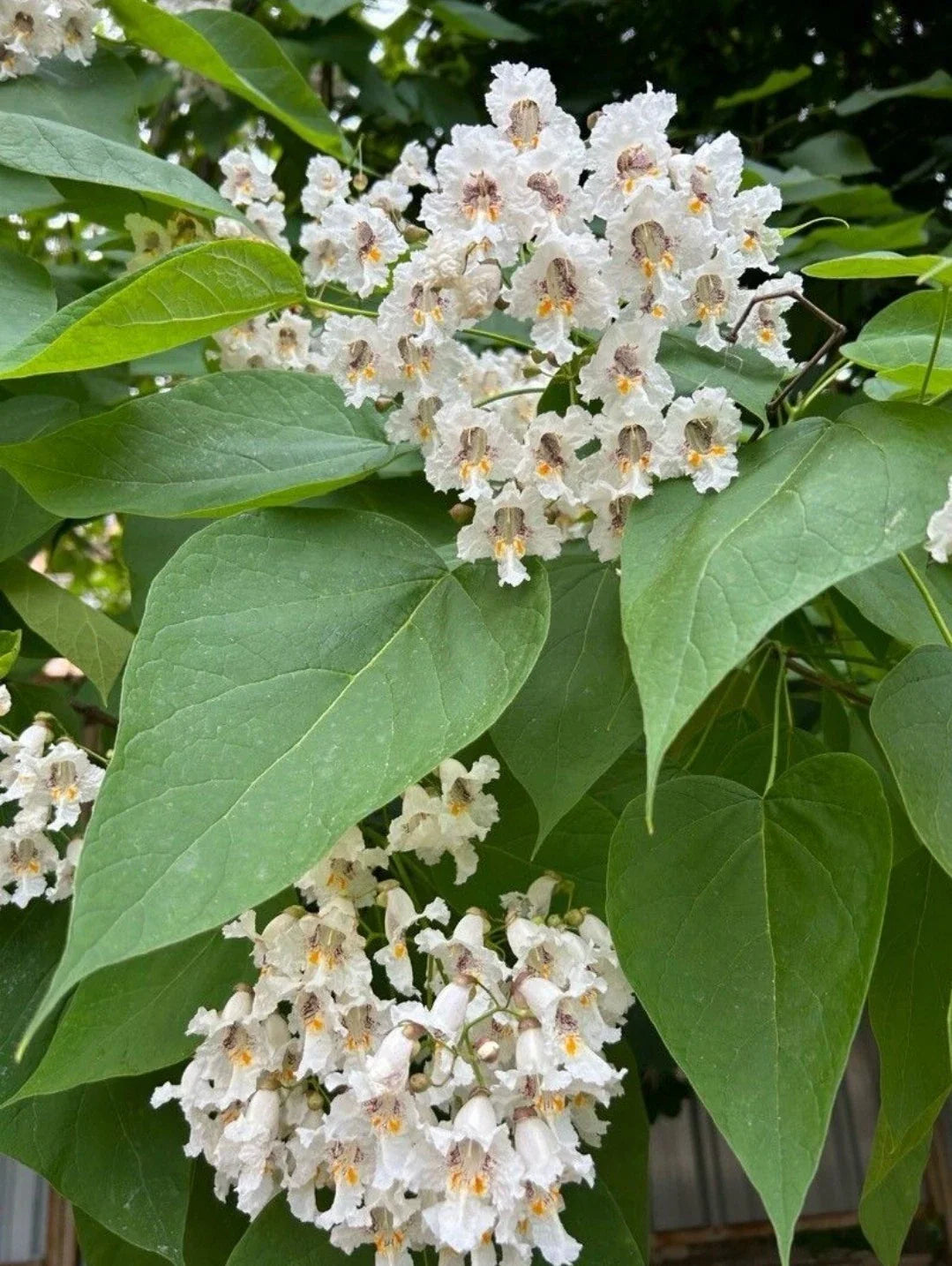 Northern Catalpa Tree Seeds - 30+ Showy White Flowers, Deciduous, Catalpa speciosa