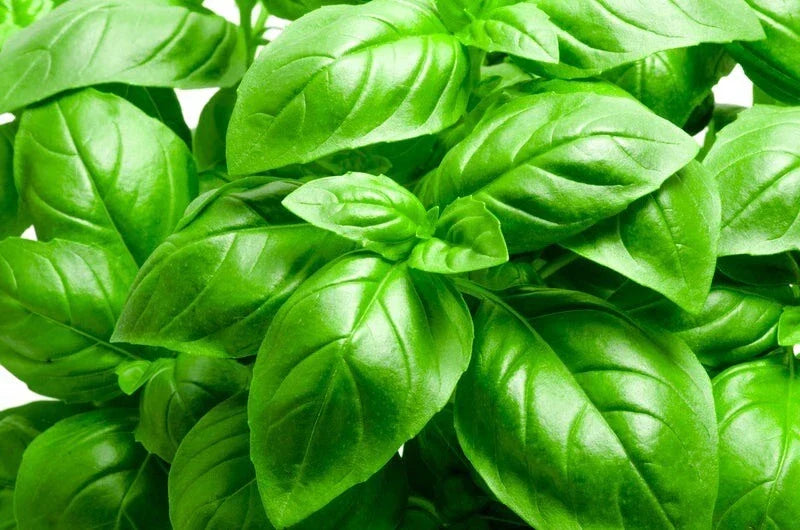 Heirloom Italian Large Leaf Basil Seeds – Non-GMO Ocimum basilicum Herb Seeds for Cooking & Gardening, 200+ Seeds