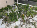 Native Wildflower Seeds Mix - Pollinator-Friendly, Non-GMO, Perennial, Eco-Friendly Planting Seed Packet