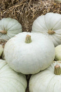 White Harvest Pumpkin Seeds - Organic Cucurbita pepo for Planting, Bountiful Harvest, Fall Decor & Baking, Pack of 25 Seeds
