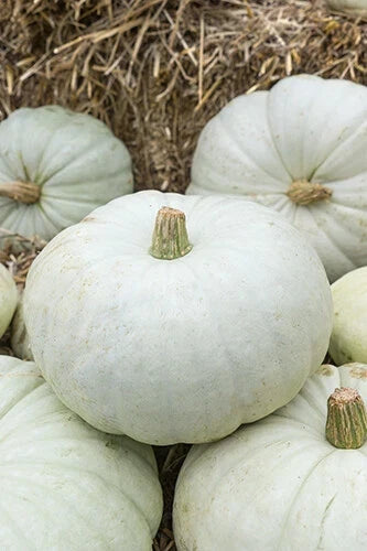 White Harvest Pumpkin Seeds - Organic Cucurbita pepo for Planting, Bountiful Harvest, Fall Decor & Baking, Pack of 25 Seeds