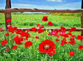 Red Corn Poppy Flower Seeds - 2000+ Pack, Vibrant Red Wildflower for Garden or Container, Papaver rhoeas