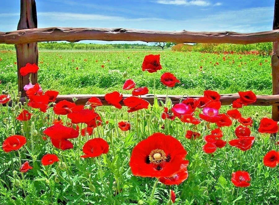 Red Corn Poppy Flower Seeds - 2000+ Pack, Vibrant Red Wildflower for Garden or Container, Papaver rhoeas