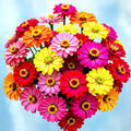 Zinnia Seeds - 300+ Count Autumn Mix - Hummingbird & Butterfly Attracting Zinnia elegans - Easy to Grow, Fast Germination