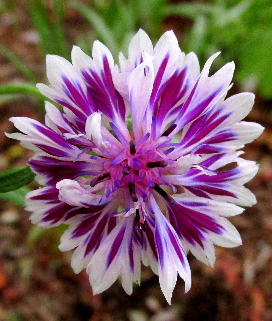 Purple Bachelor’s Button Seeds - 50 Annual Flower Seeds - Centaurea cyanus - Easy Grow Garden Planting Supplies