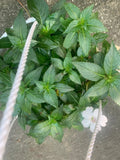 Rooted White Impatiens Plants in 6-Inch Basket | Impatiens walleriana for Shade Gardens & Containers